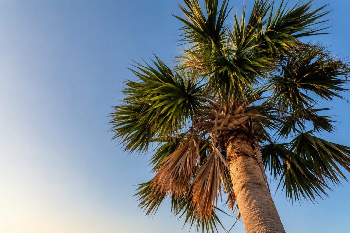 Charleston Palmetto Tree Removal: Nearly 200 Trees Cut Near Power Lines, Five-for-One Replanting Promised