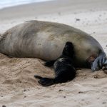 Hawaii Monk Seal Video: Seattle Tourist Faces Federal Probe After Rock Thrown at Lani