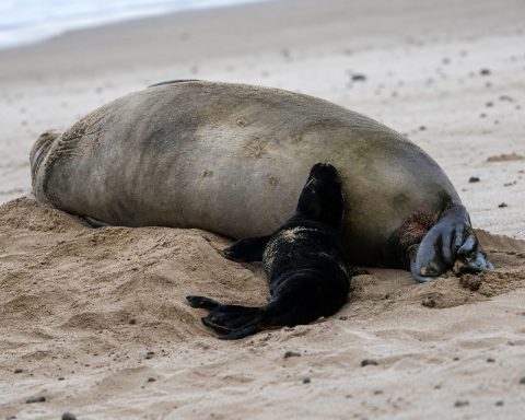 Hawaii Monk Seal Video: Seattle Tourist Faces Federal Probe After Rock Thrown at Lani