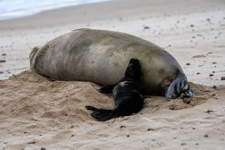 Hawaii Monk Seal Video: Seattle Tourist Faces Federal Probe After Rock Thrown at Lani