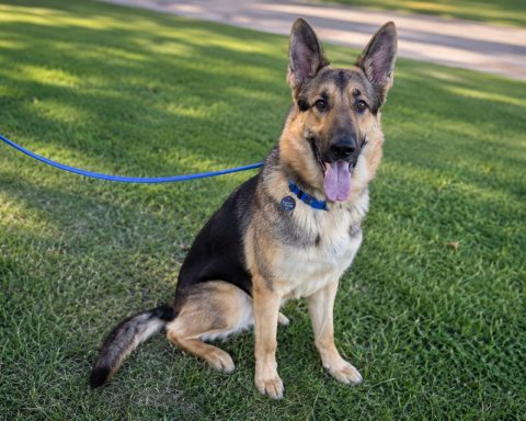 He Was Left Outside Walmart With His Toys. Now Maverick the German Shepherd Has a New Shot
